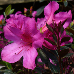 Little John Azalea, Rhododendron indica 'Little John'